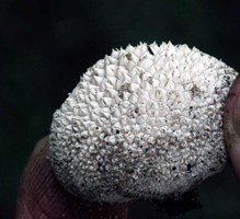 Lycoperdon marginatum – This small soil-dwelling puffball is known by the pyramid-like projections on the surface. Lycoperdon marginatum – This small soil-dwelling puffball is known by the pyramid-like projections on the surface.